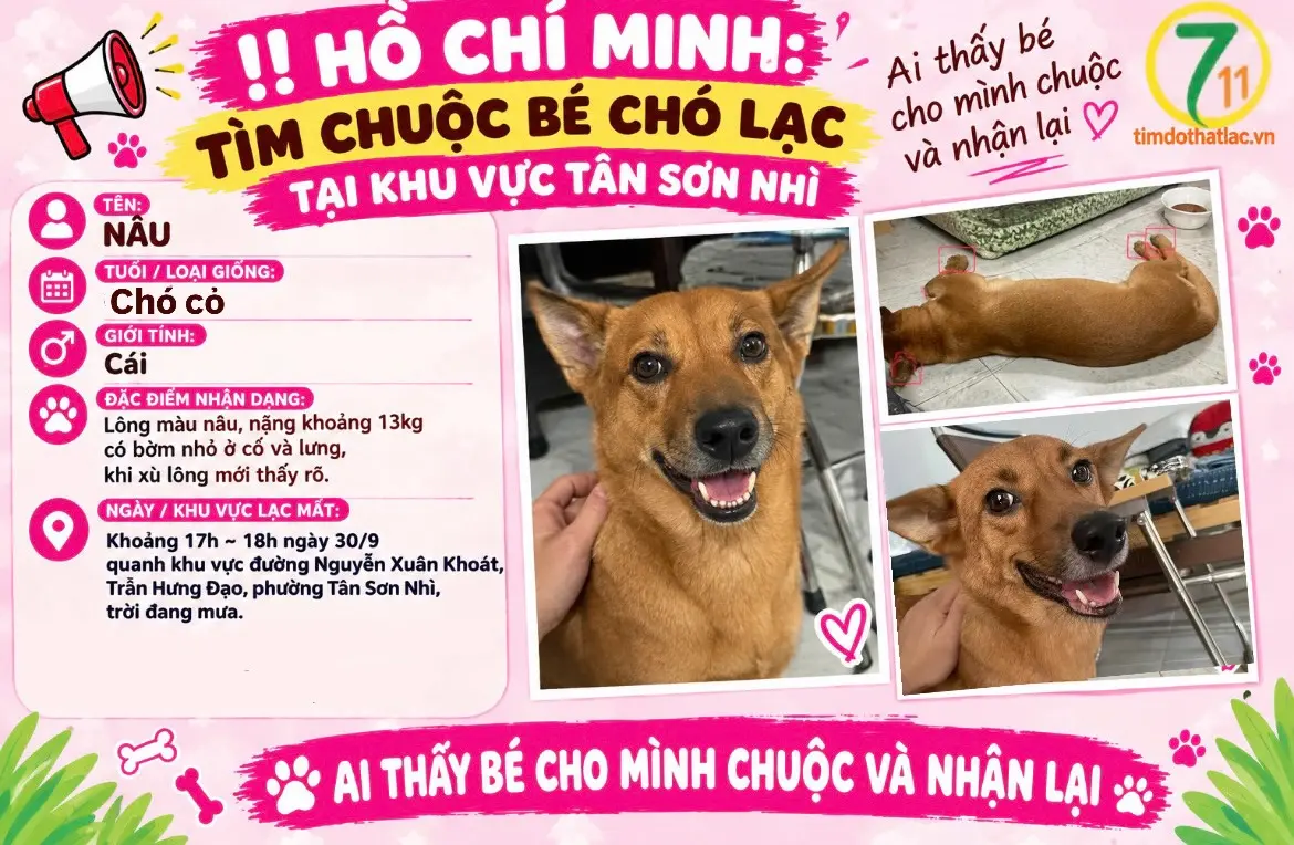‼️ Hồ Chí Minh: Tìm chuộc bé chó lạc tại khu vực Tân Sơn Nhì