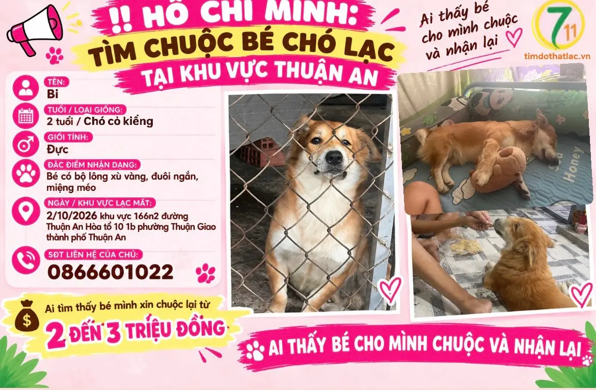 ‼️ Bình Dương: Tìm chuộc bé chó lạc tại khu vực Thuận An