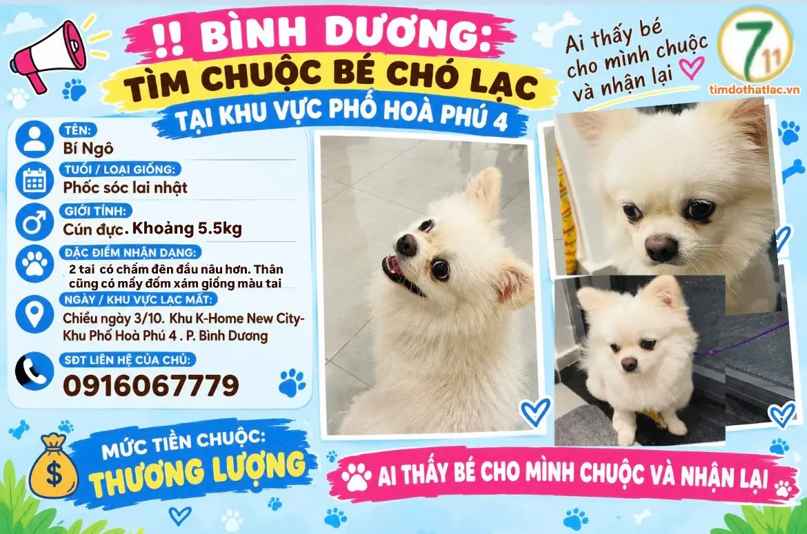 ‼️ Bình Dương: Tìm chuộc bé chó lạc tại khu vực Phố Hoà Phú 4
