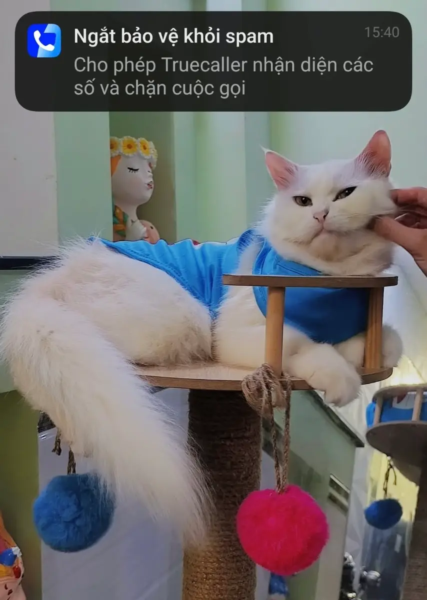 🆘 TÌM CHUỘC BÉ MÈO ĐI LẠC Ở TPHCM