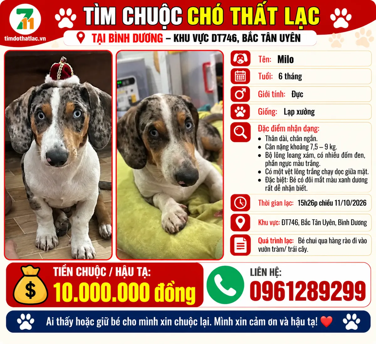 🐾 tìm chuộc chú chó lạp xưởng lạc tại Bình Dương
