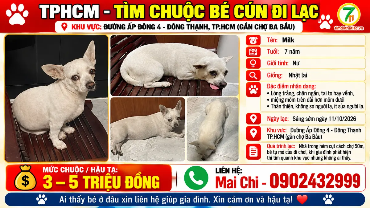 🆘 TPHCM - TÌM CHUỘC BÉ CÚN ĐI LẠC