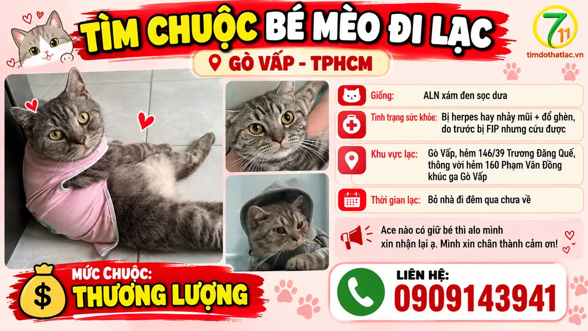 🆘 TÌM CHUỘC BÉ MÈO ĐI LẠC Ở GÒ VẤP - TPHCM