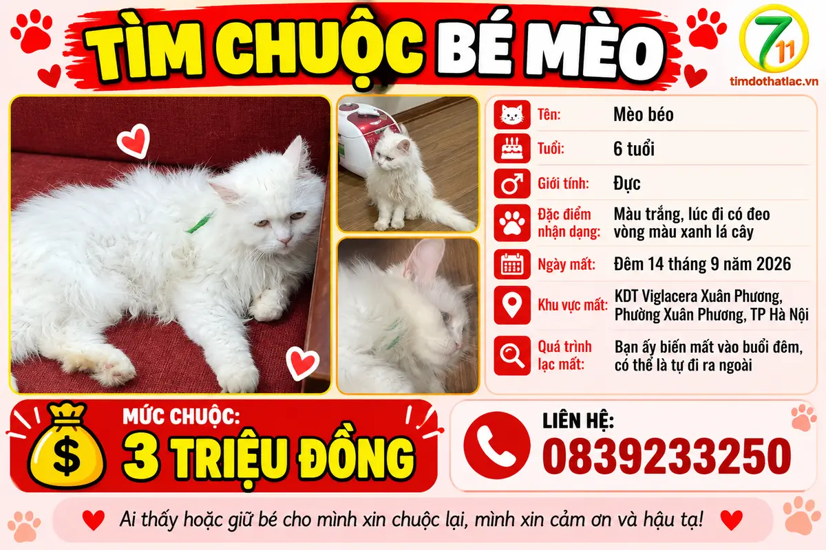 Tìm chuộc bé mèo thất lạc ở Hà Nội