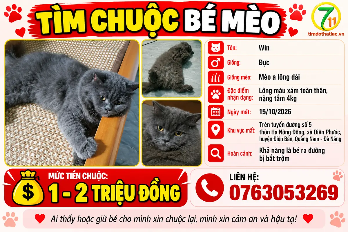 🆘 TÌM CHUỘC BÉ MÈO ĐI LẠC Ở ĐÀ NẴNG