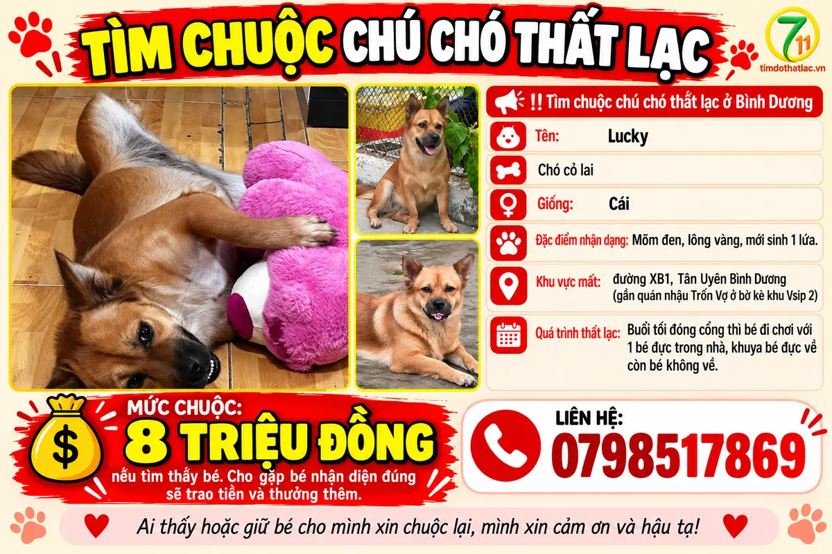 Tìm chuộc chú chó thất lạc ở Bình Dương