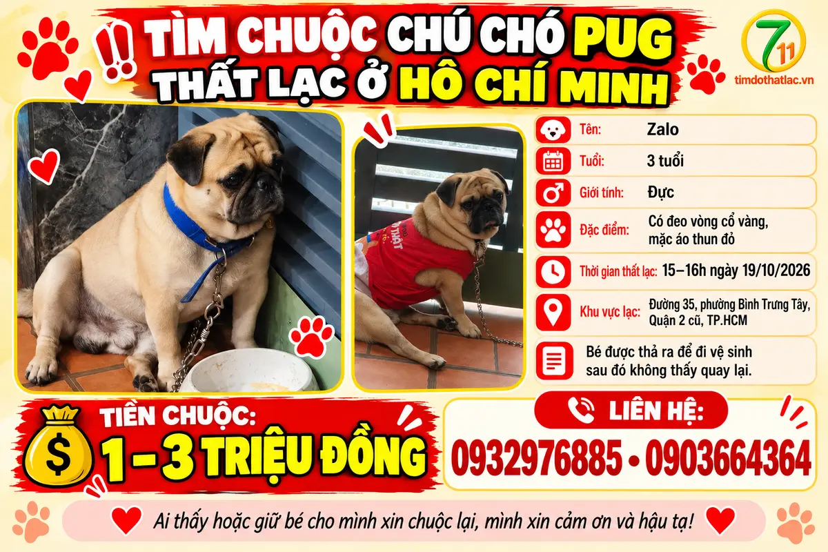 Tìm chuộc chú chó pug thất lạc ở Hồ Chí Minh