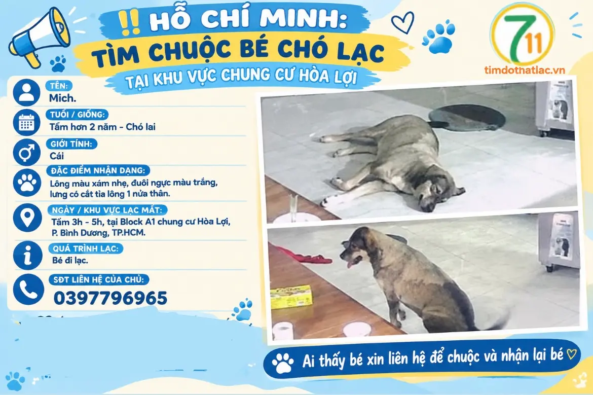 ‼️ Hồ Chí Minh: Tìm chuộc bé chó lạc tại khu vực chung cư Hoà Lợi