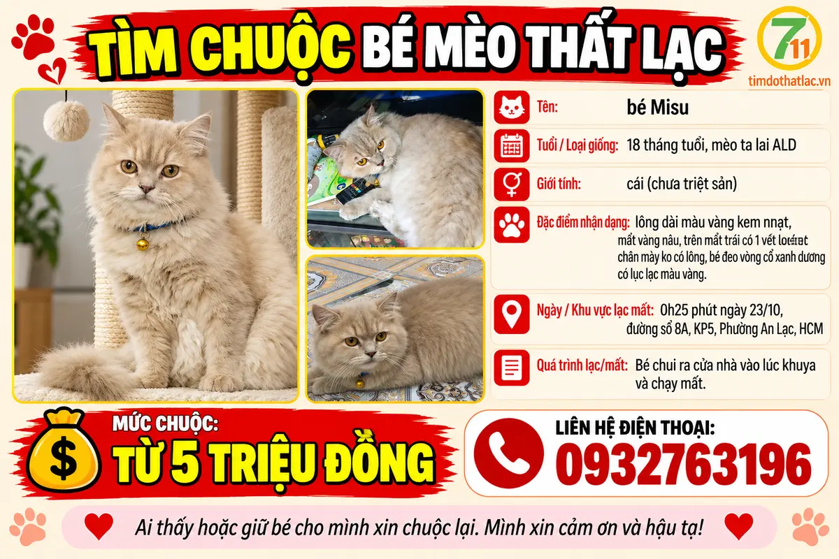 Tìm chuộc bé mèo ta lai ALD thất lạc ở Hồ Chí Minh