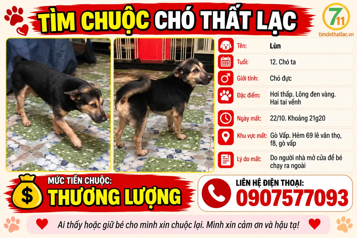 Tìm chuộc chú chó ta thất lạc ở Hồ Chí Minh