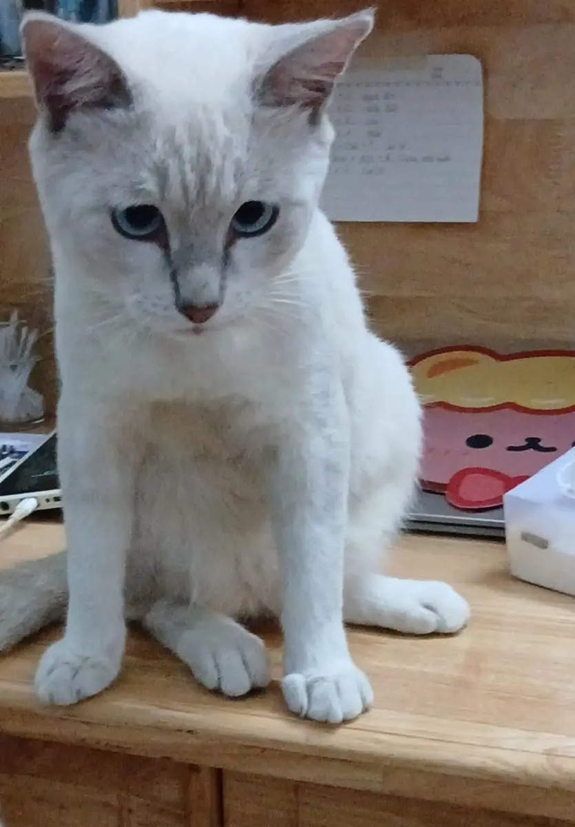Tìm chuộc bé mèo thất lạc ở Hồ Chí Minh