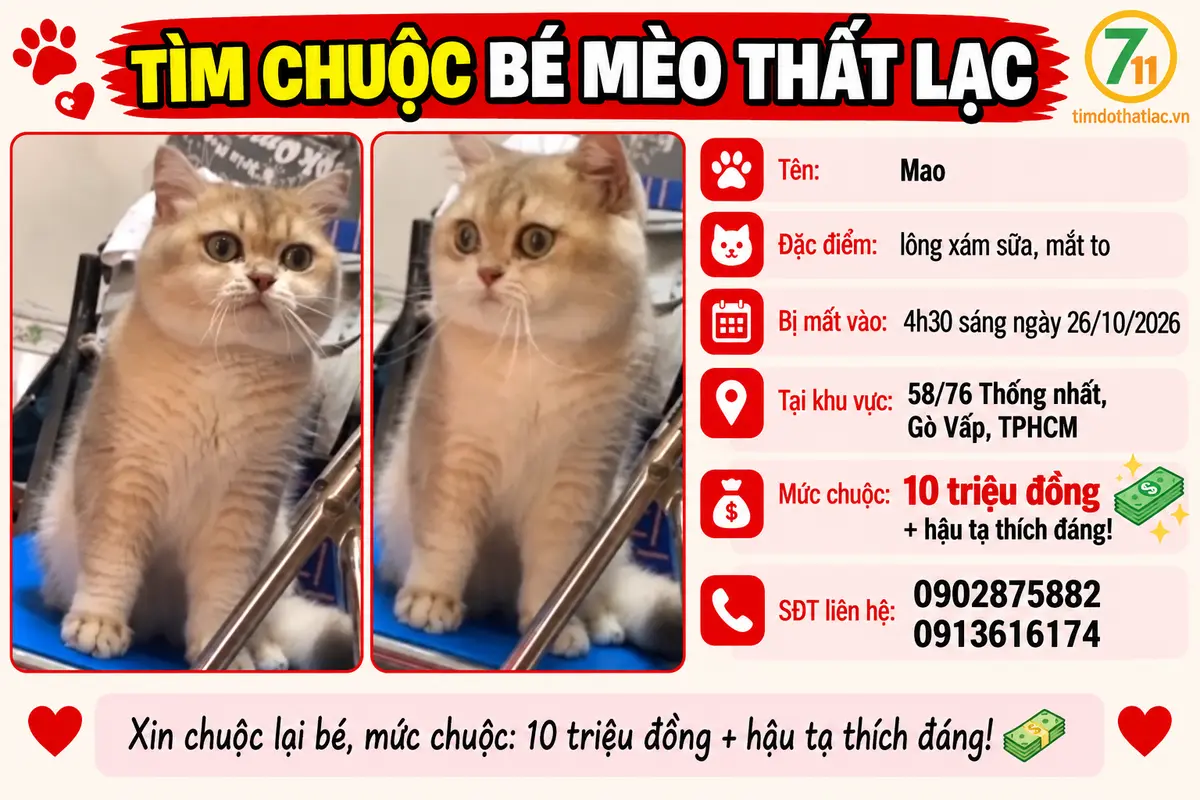 🐾tìm chuỗi bé mèo lông xám sữa lạc tại TPHCM
