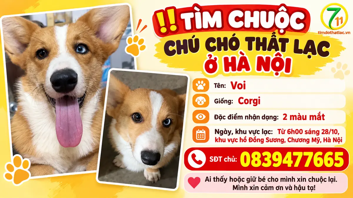 Tìm chuộc chú chó Corgi thất lạc ở Hà Nội