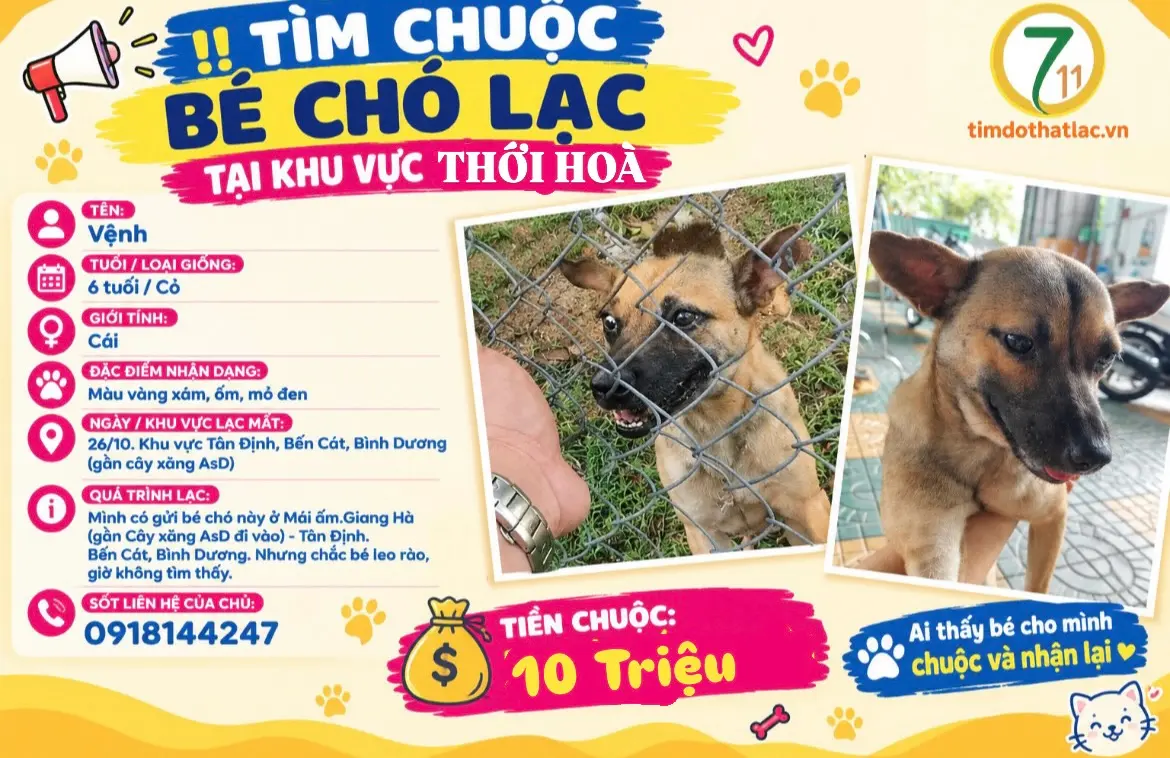 ‼️ Bình Dương: Tìm chuộc bé chó lạc tại khu vực Thới Hoà