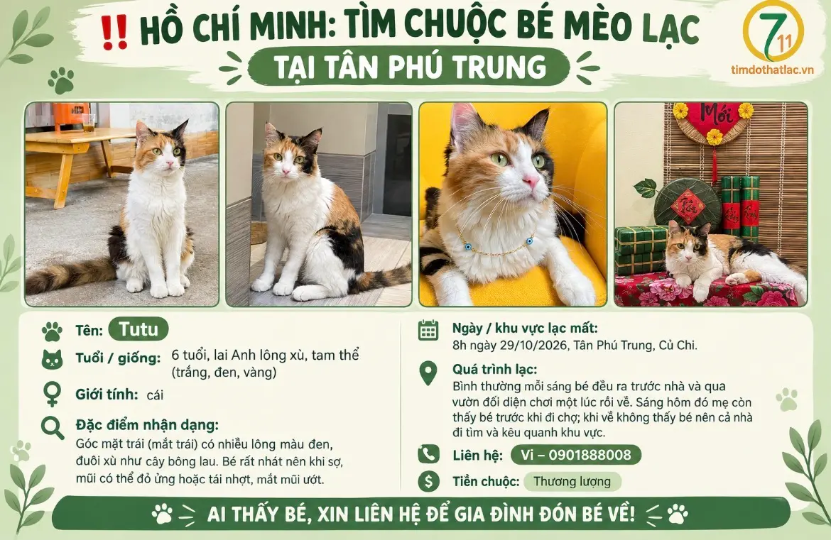 ‼️ Hồ Chí Minh: Tìm chuộc bé mèo lạc tại khu vực Tân Phú Trung
