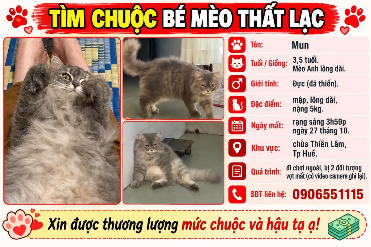 🐾 tìm chuộc bé mèo ALD xám lạc tại Huế