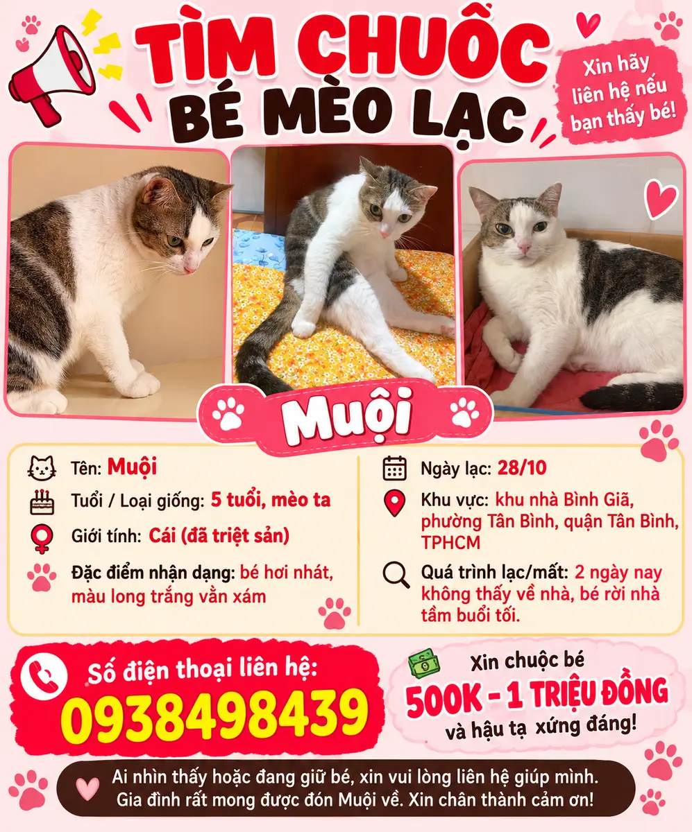 🐾tìm chuộc bé mèo ta lông trắng vằn xám lạc tại TPHCM