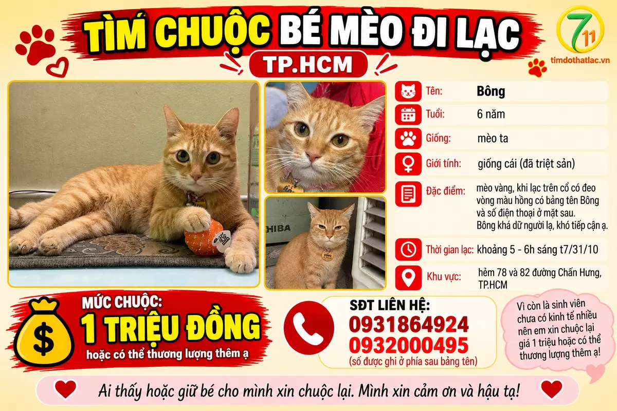 🆘 TÌM CHUỘC BÉ MÈO ĐI LẠC TPHCM