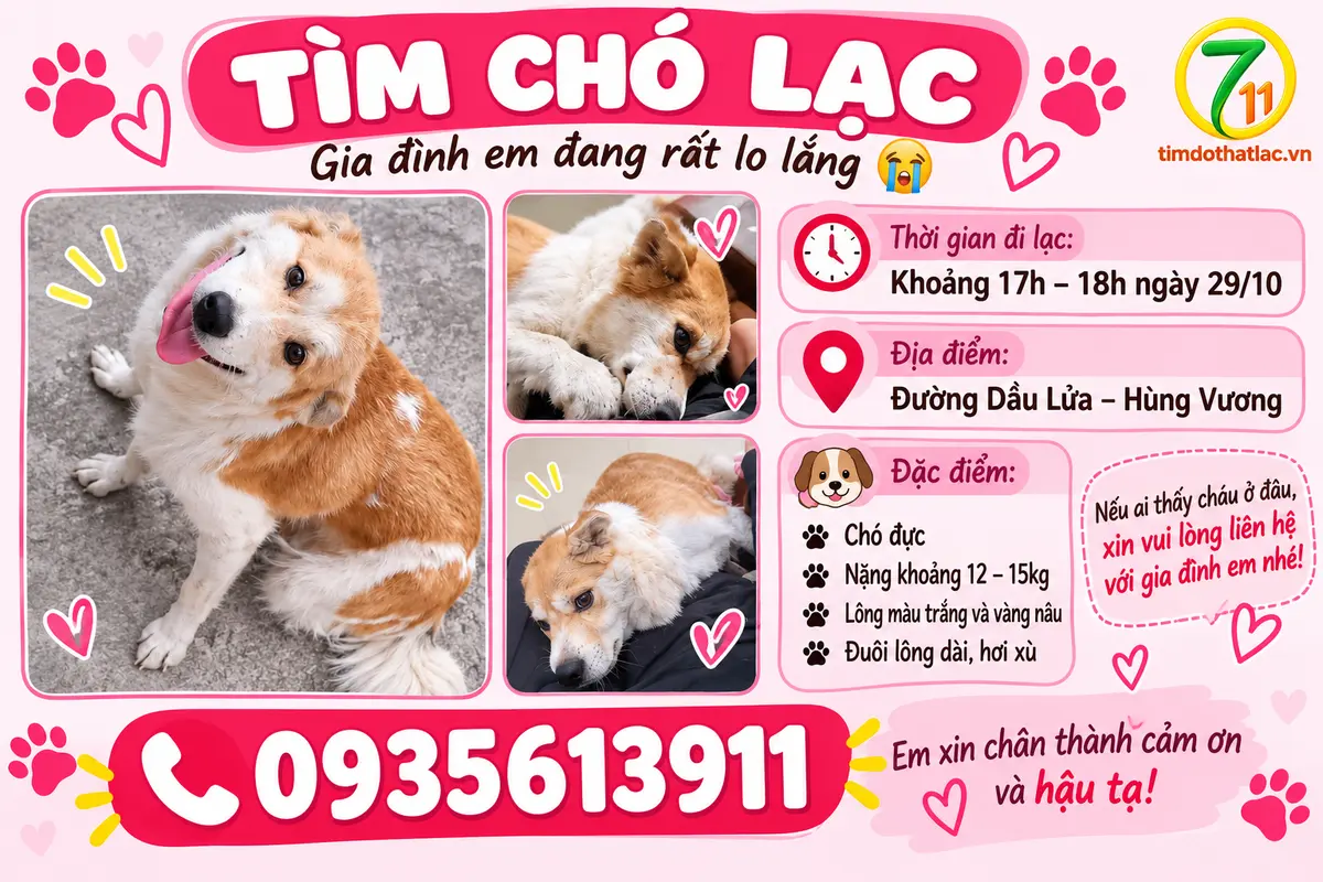 🆘 TÌM CHUỘC BÉ MÈO ĐI LẠC Ở HẢI PHÒNG
