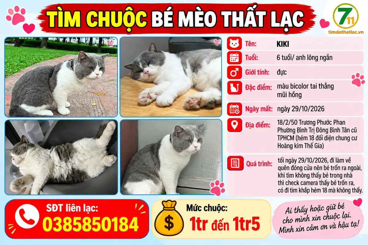 Tìm chuộc bé mèo thất lạc ở Hồ Chí Minh