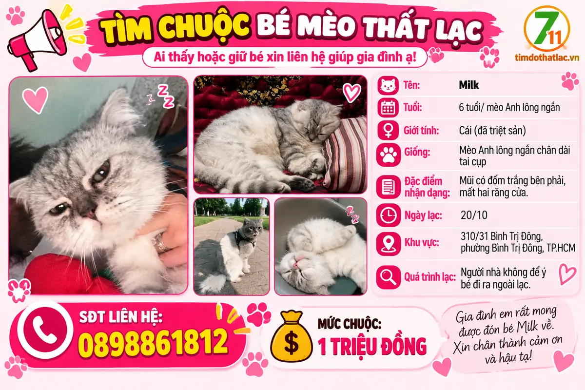 Tìm chuộc bé mèo thất lạc ở Hồ Chí Minh